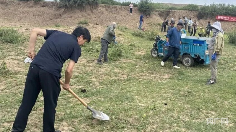 外来物种入侵?内蒙古正镶白旗铲除1.6万余株黄花刺茄