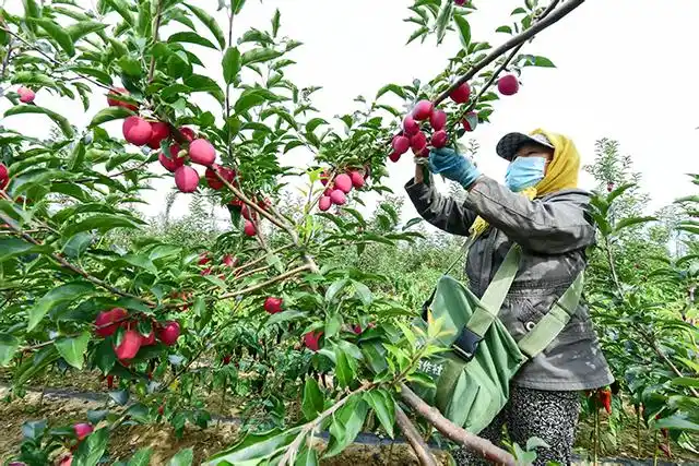 内蒙古通辽市:向沙而战向绿而行