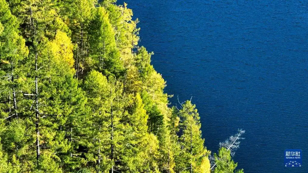 美丽中国|内蒙古阿尔山:秋色染林海 观景入佳期