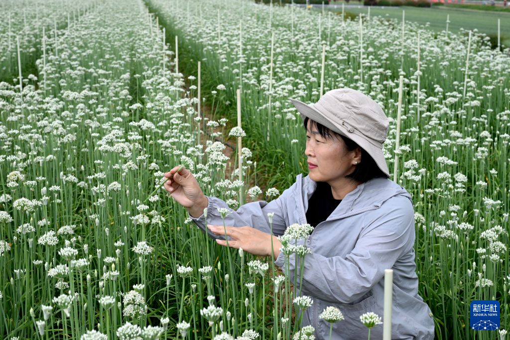 河南济源：蔬菜制种产业富民